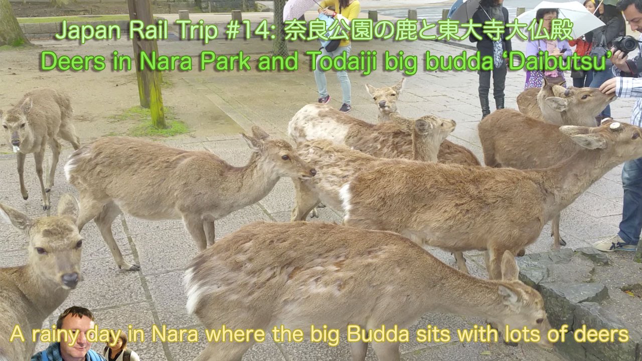 Visiting Nara buddha